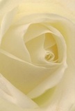 Let your imagination drift into the heart of this cream-white Norbury rose, where tender petals spiral outward in a gentle embrace. The soft texture seems almost weightless-a fleeting reminder of misty morning walks through Norbury's quiet lanes, droplets clinging to garden blooms. Each ivory fold catches shafts of soft, natural light, creating subtle shadows that bring depth and quiet movement. There is a peaceful atmosphere enveloping the composition-mirroring the tranquil spirit that often defines our local community's most cherished moments. Florists in Norbury recognise this rose as a symbol of purity and deep respect, ideal for conveying sympathy, admiration, or celebrating a new chapter. The scent, barely perceptible, adds to its gentle impression. The perspective here draws you close, making tangible not just the structure of the flower, but also the artistry and heartfelt intention behind choosing such a bloom from a trusted local Norbury florist.